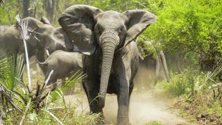 Maşină călcată în picioare de o turmă de elefanţi, după ce autoturismul a lovit un pui