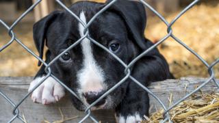 Decizia Seulului de a interzice consumul de carne de câine, contestată de fermieri. S-au încăierat cu poliţiştii în faţa biroului prezidenţial