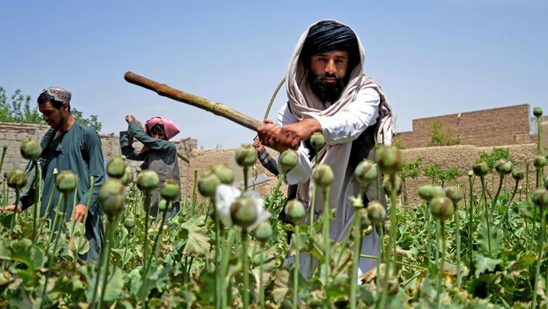 Producția de mac de opiu din Afganistan a scăzut cu 95%, după ce talibanii au interzis cultivarea