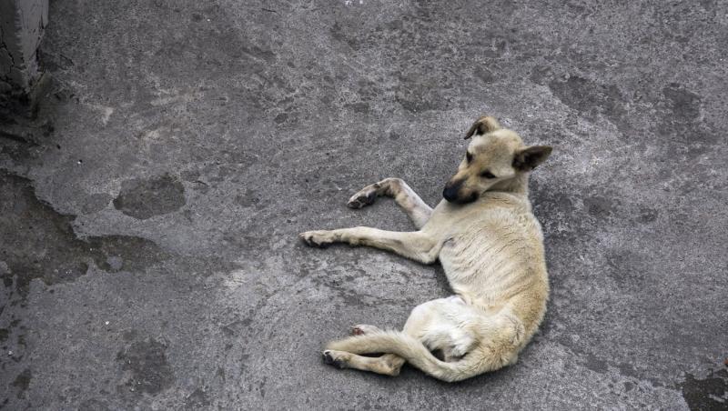 Înfometaţi, fără apă, 30 de câini abia se mai ţineau pe picioare, în curtea unui doljean. Pedeapsa primită de bărbat