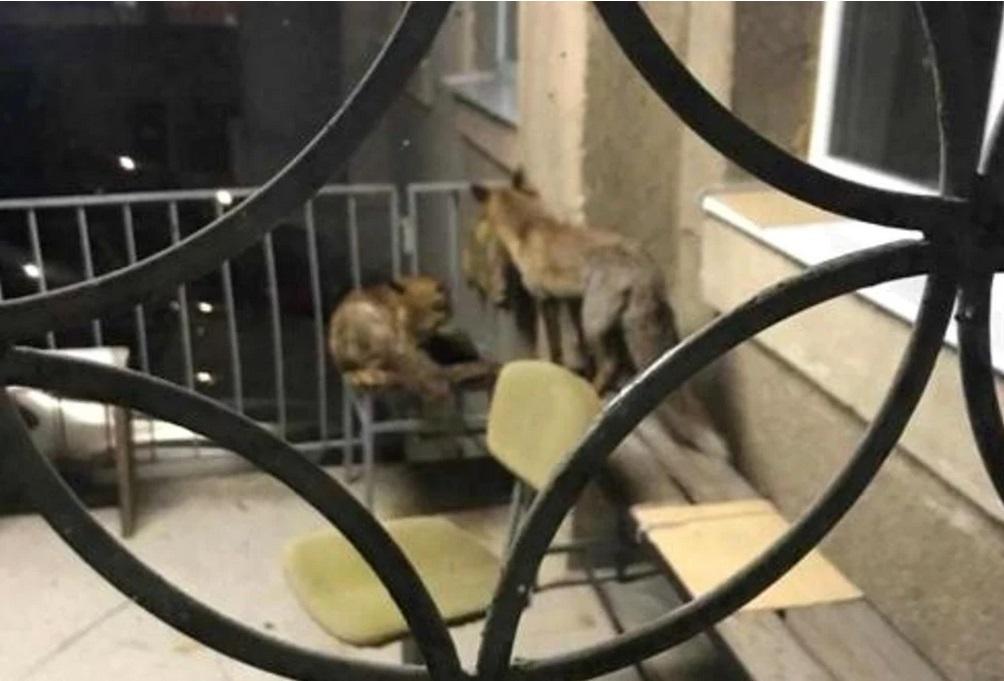 "Oaspeţi la arhive". Moment de "trandeţe" între două vulpi, surprins pe balconul unei instituţii publice din Alba
