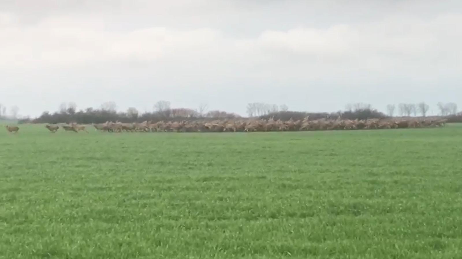 Zeci de cerbi, în goană nebună, în Timiş