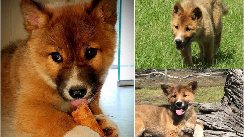 A adoptat un animal rănit găsit în curtea casei, crezând că e câine. Surpriza de care a avut parte australianca la testul ADN