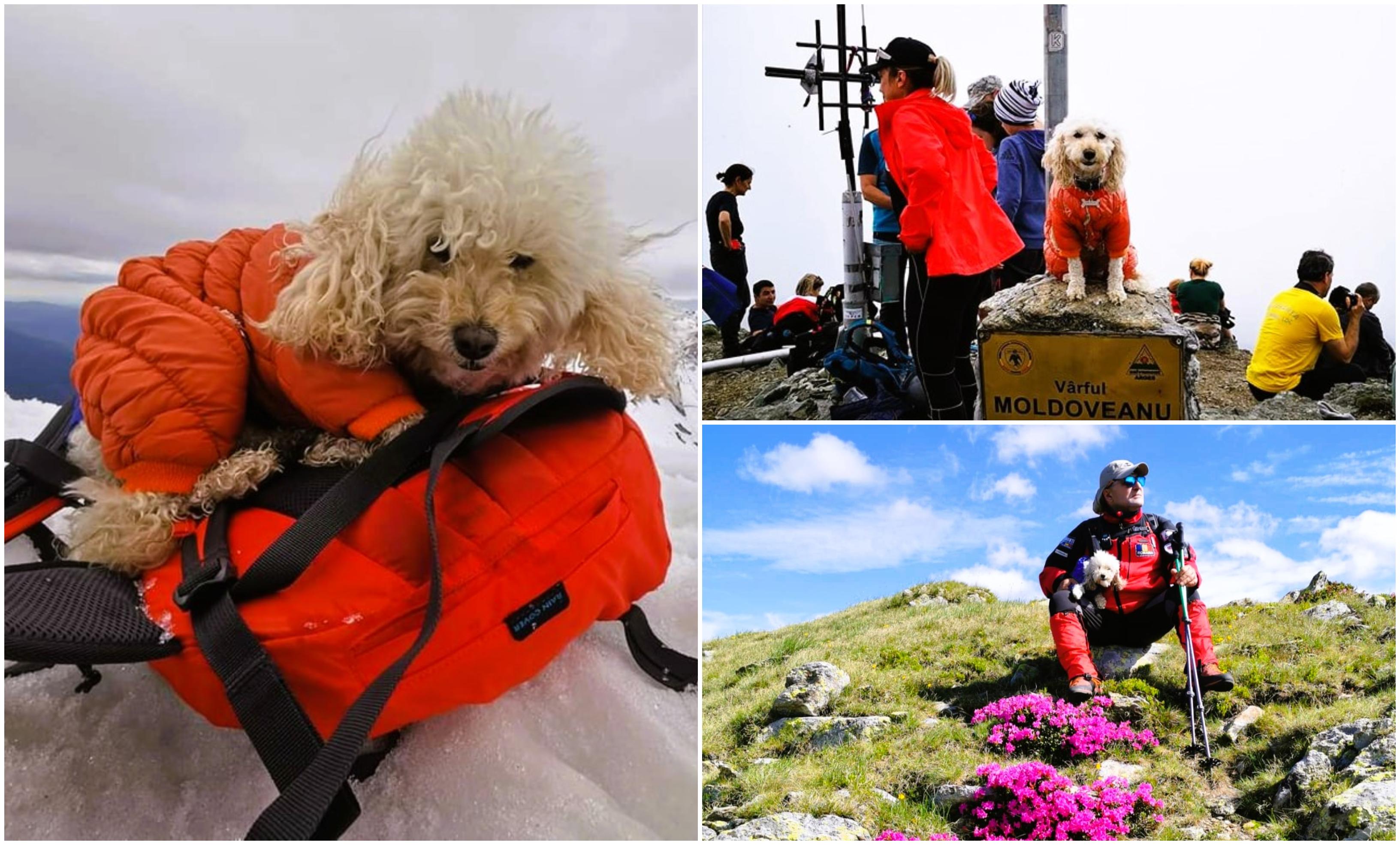 Zoe Alpinista, căţeluşa care a cucerit 37 de vârfuri montane. Stăpânul ei, Daniel, e mândru că o are drept partener de aventură: "Mulţi vor să facă poze cu ea"