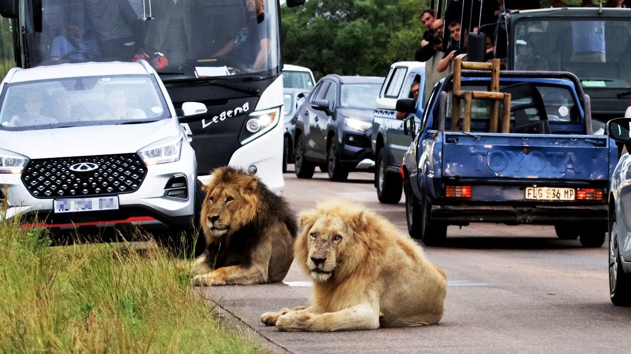 Un leu obosit a adormit chiar pe un drum din Africa de Sud şi a blocat tot traficul. Cum au reacţionat şoferii