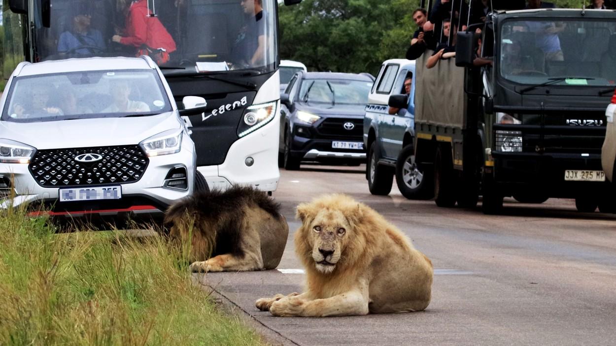 Un leu obosit a adormit chiar pe un drum din Africa de Sud şi a blocat tot traficul. Cum au reacţionat şoferii