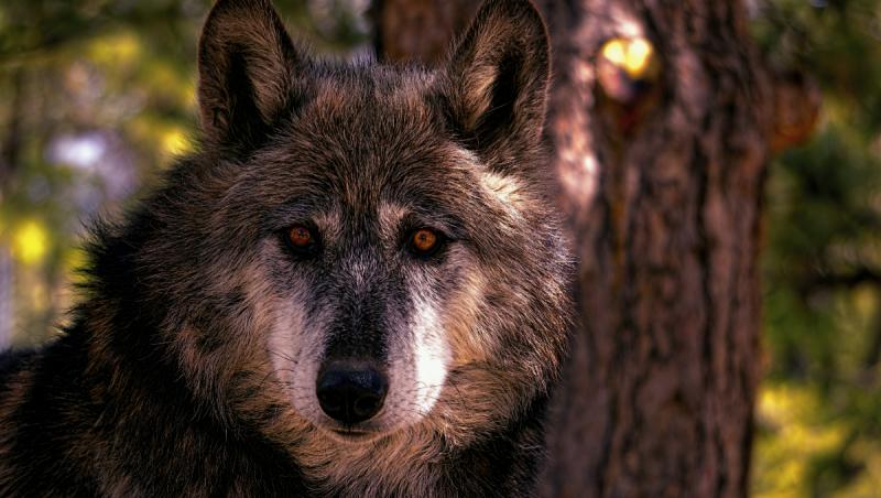 Un bebeluş de 3 luni, din SUA, a fost ucis de un "lup-hibrid", crescut de familie ca animal de companie