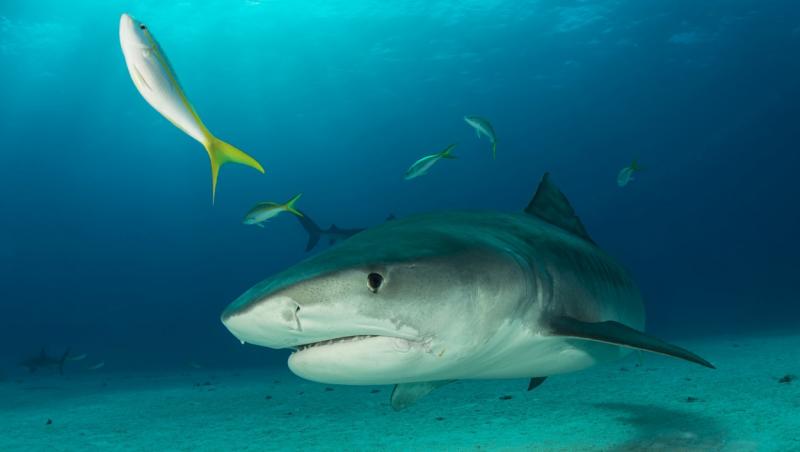 I-au sfârtecat corpul pe jumătate. O turistă din SUA şi-a găsit sfârşitul în vacanţă în Bahamas, după ce a fost atacată de rechini