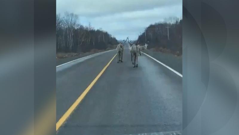 Autostradă din Anglia, închisă din cauza mai multor reni ieşiţi "la plimbare". Printre ei, Blue şi Blitzen, evadaţi de la o fermă din Stuffork