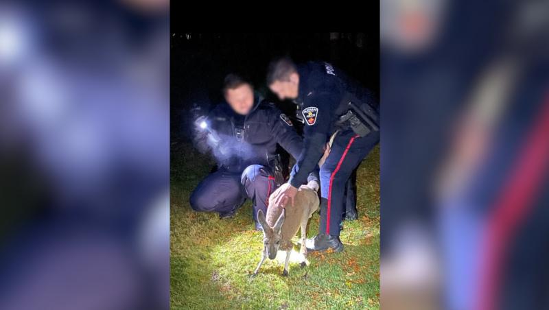 Un cangur a lovit în faţă un poliţist. Animalul a scăpat sărind peste îngrijitorii săi la un zoo din Canada