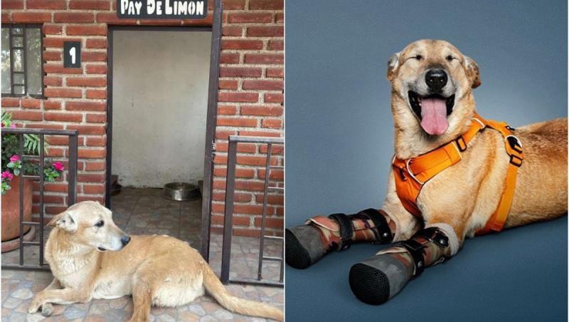 "Este un erou". Un cățeluș ale cărui lăbuțe din față au fost tăiate de traficanții de droguri, ar putea obține titlul de "animalul de companie al anului"