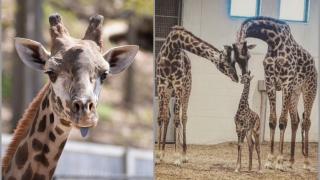 "Un eveniment neprevăzut și fără precedent". Parker, o girafă de doar 6 ani, a murit după ce a rămas cu gâtul blocat în gardul unei grădini zoologice din SUA
