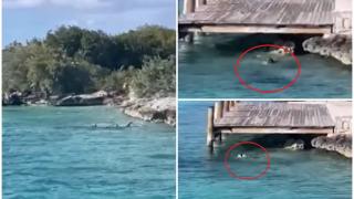 Momentul uimitor când un câine curajos sare în apă și atacă un rechin de aproape 5 metri, în Bahamas.Turiștii au rămas șocați: "Ieși afară, puiule"