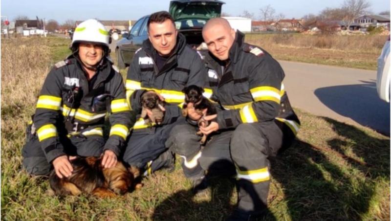 Final fericit pentru 3 căţeluşi salvaţi de pompieri dintr-un canal, în Timiş. Cei doi pui şi mama lor, adoptaţi de copiii care au urmărit misiunea