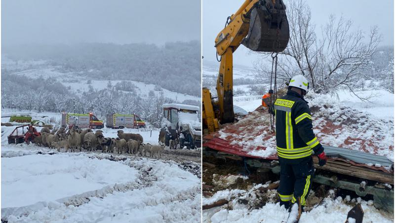 Adăpost prăbușit peste o turmă de 300 de oi, în Cluj. 80 dintre animale au murit pe loc, sub dărâmături