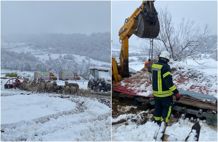 Adăpost prăbușit peste o turmă de 300 de oi Adăpost prăbușit peste o turmă de 300 de oi