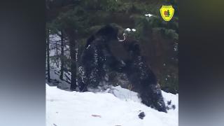 Imagini rare și spectaculoase: Bătaie între doi urși, surprinsă de camere într-o pădure din Suceava