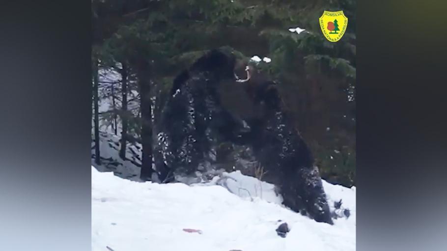 bătaie între urși bătaie între urși într-o pădure din Suceava