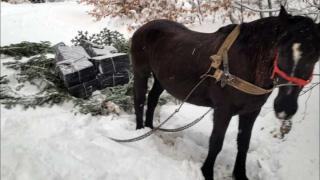 Traficanţii nu duc lipsă de imaginaţie: ţigări de contrabandă transportate cu ajutorul unui cal, în Maramureş. Cum i-au prins vameşii