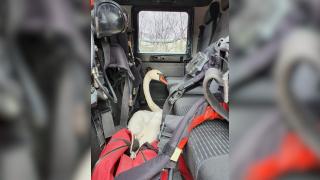 O lebădă, salvată de la moarte, i-a însoțit pe pompierii constănțeni la stingerea unui incendiu: "Am avut un coleg înaripat"