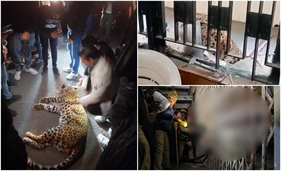 Panică într-un tribunal: Un leopard s-a furişat înăuntru şi a rănit şase persoane. De frică, avocaţii s-au închis în camerele clădirii din India Panică într-un tribunal: Un leopard s-a furişat înăuntru şi a rănit şase persoane. De frică, avocaţii s-au închis în camerele clădirii din India