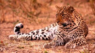 Șase persoane au fost rănite, după ce un leopard a pătruns într-un tribunal din India. A fost capturat la patru ore după atac