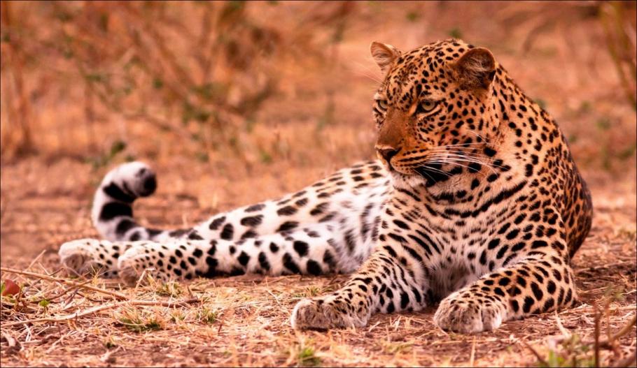 Șase persoane au fost rănite, după ce un leopard a intrat într-un tribunal din India. A fost capturat la patru ore după atac Șase persoane au fost rănite, după ce un leopard a intrat într-un tribunal din India. A fost capturat la patru ore după atac