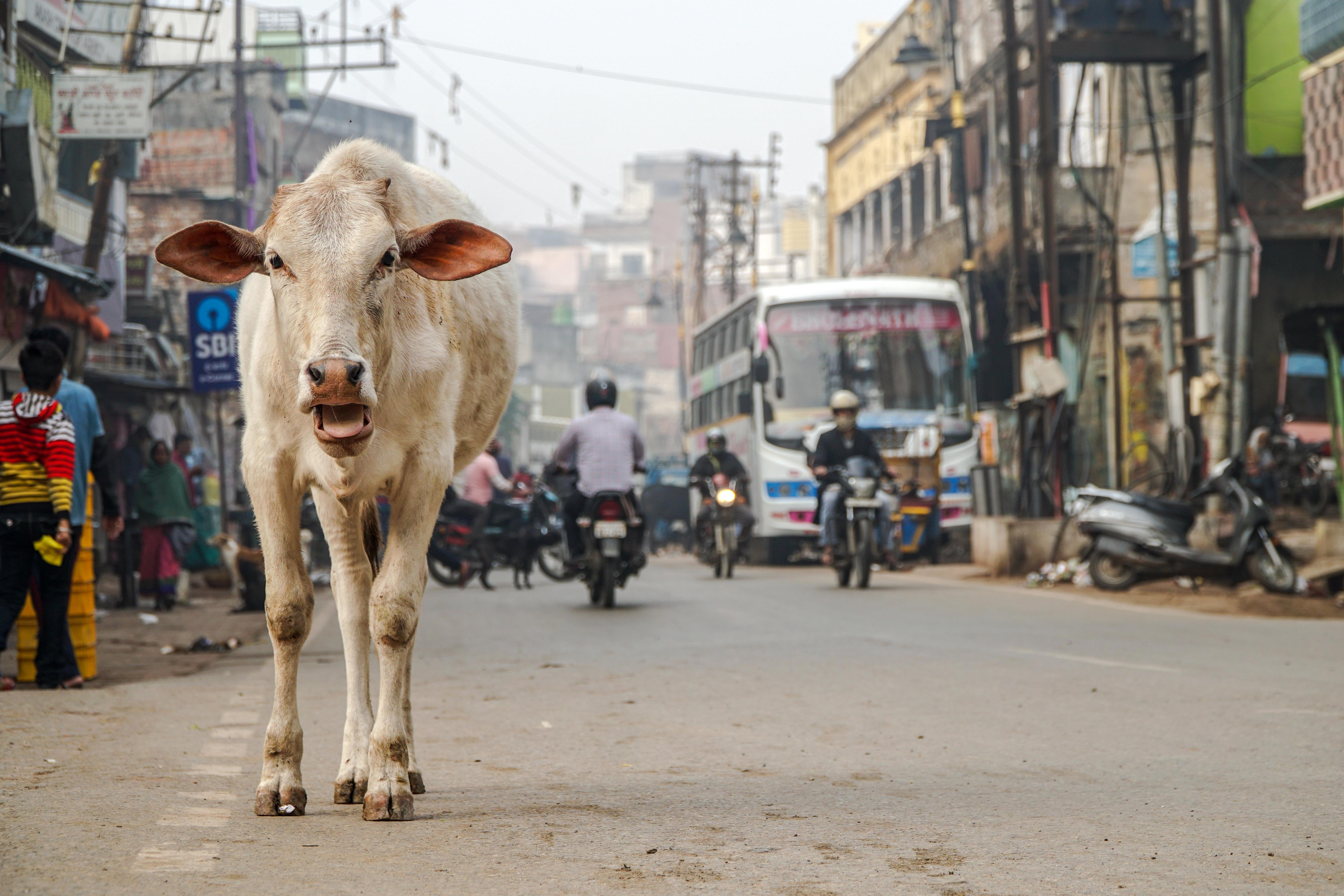 vacă pe străzile din India