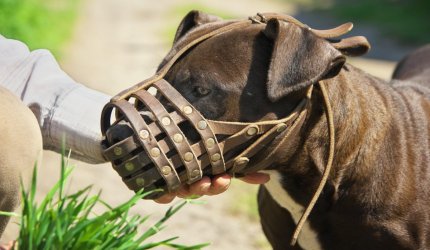 O femeie din Spania a fost omorâtă de câinele pe care-l adoptase