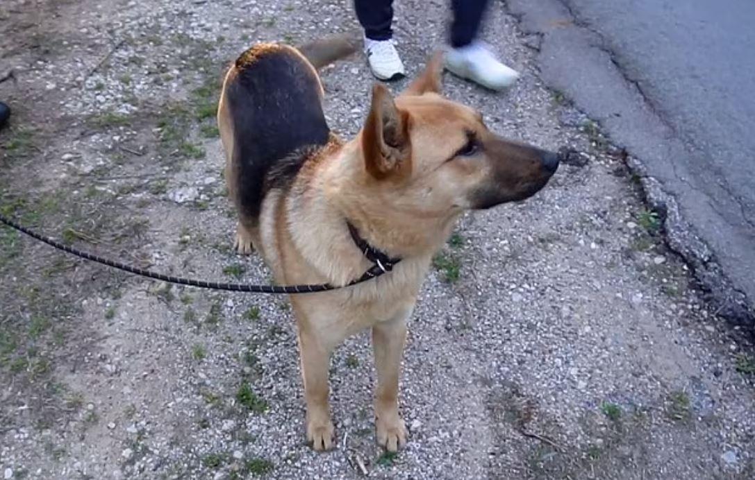 Câinele abandonat a luat-o la goană în urma maşinii stăpânului