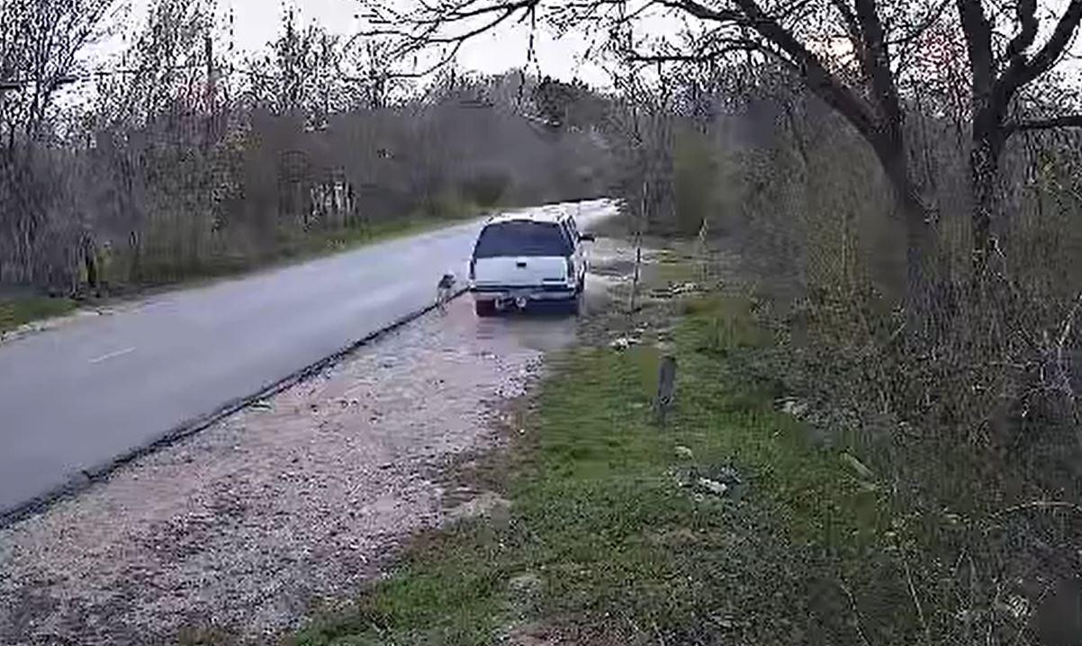 Câinele abandonat a luat-o la goană în urma maşinii stăpânului
