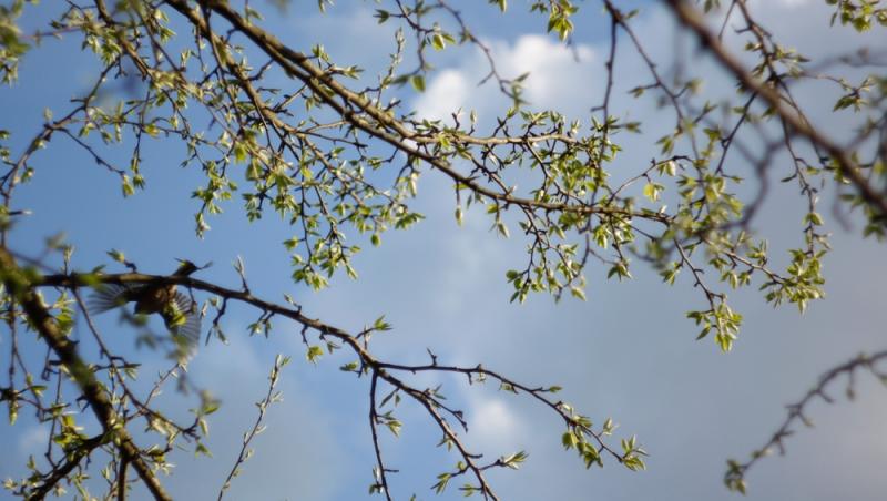 Vremea 19 martie. Se încălzeşte uşor în aproape toată ţara. Maxime de 17 grade