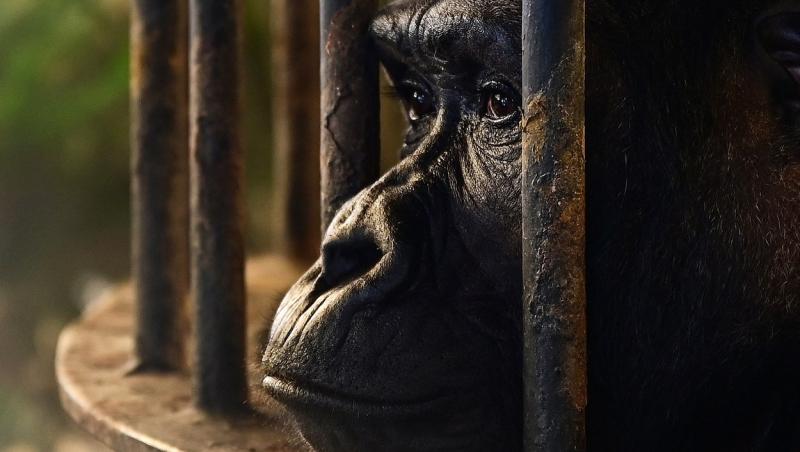 Povestea ultimei gorile aflate în captivitate în Thailanda.  De 30 de ani este expusă la mall, alături de papagali şi capre
