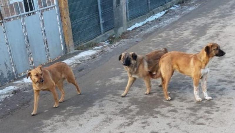 Copil de 9 ani, atacat de un câine agresiv scăpat dintr-o curte, pe o stradă din Sectorul 1 al Capitalei. Băieţelul era de mână cu bona