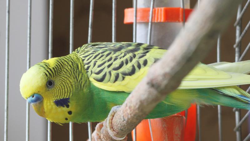 Criminal demascat de papagalul femeii pe care a ucis-o fără milă. Pasărea i-a repetat numele până ce poliţiştii indieni l-au luat în seamă