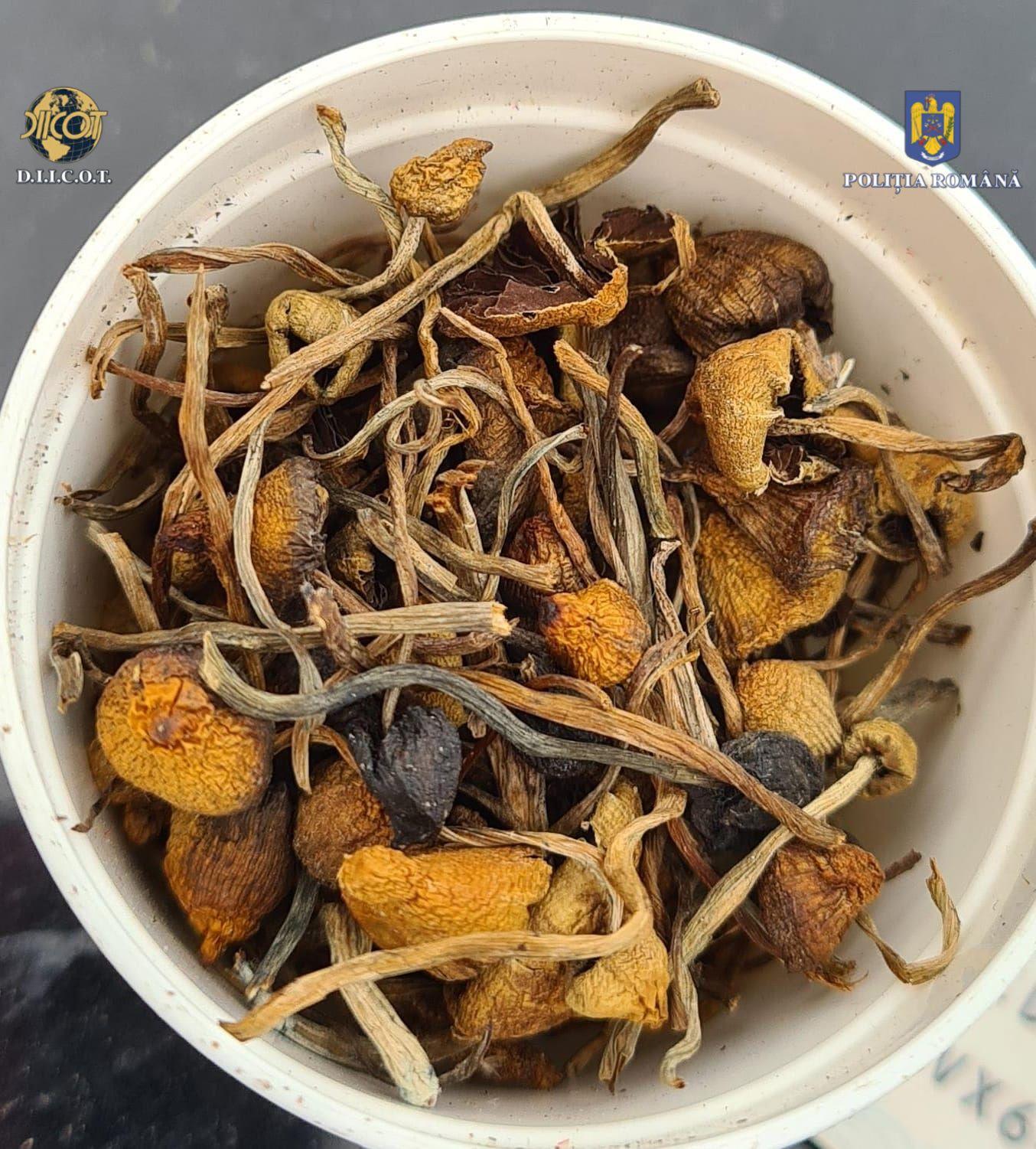 Petrecere cu cannabis şi ciuperci halucinogene într-un camping din Vâlcea. Doi tineri, arestaţi pentru 30 de zile