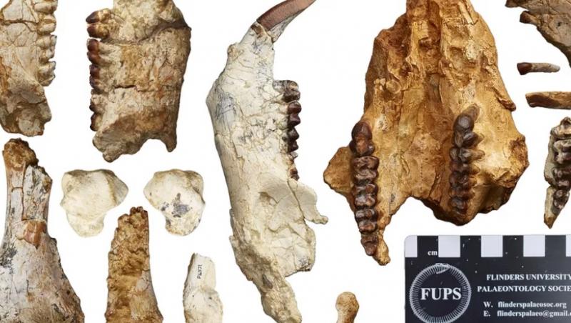 Descoperire surprinzătoare făcută de vânătorii de fosile din Australia. Resturile unui animal necunoscut i-au pus pe jar