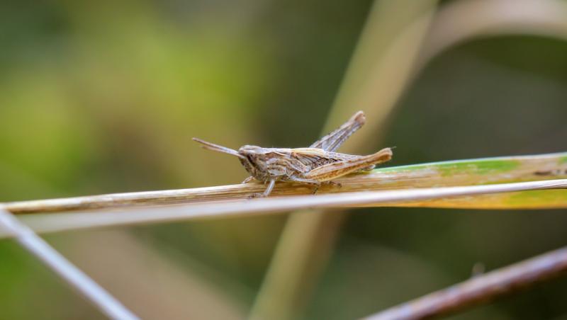 Viermii, controversa alegerilor din Polonia. Politicienii se acuză reciproc că vor să-i oblige pe cetățeni să mănânce insecte în loc de carne