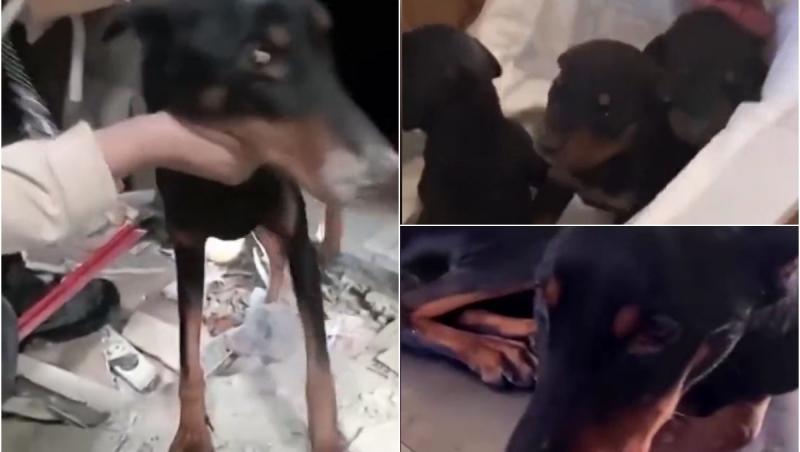 Miracolul dintre dărâmături în Turcia: Sila, o cățelușă de 2 ani, a refuzat să moară. A devenit mamă sub ruine și a luptat pentru cei 3 pui timp de 28 de zile