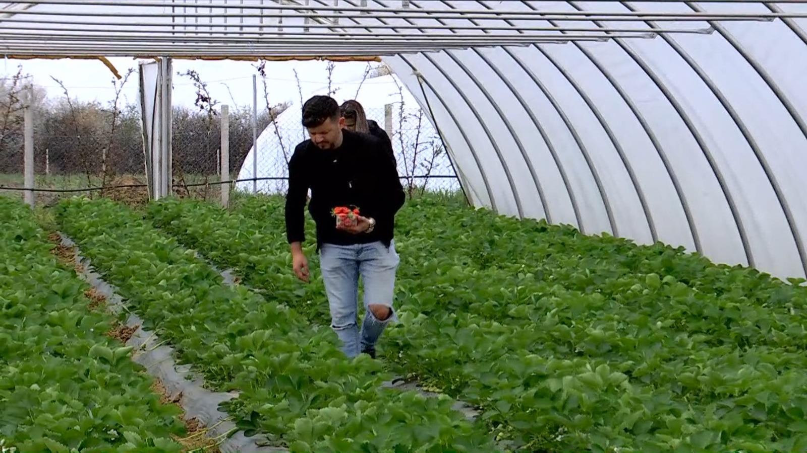 Cât costă un kilogram de căpşune din prima recoltă a anului. Clienţii le preferă pe cele româneşti, chiar dacă preţurile nu sunt prea "roz"