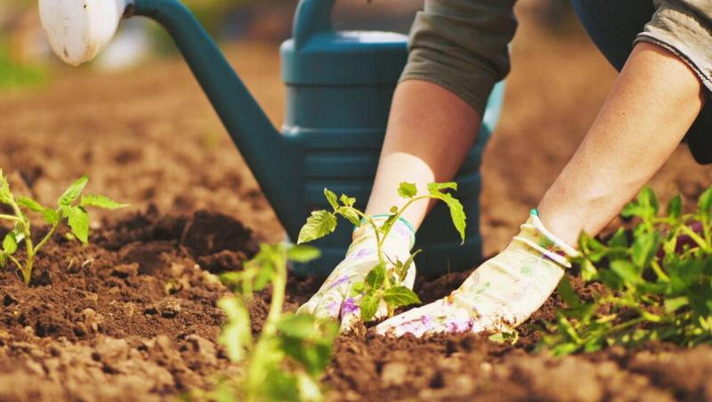 (P) De la semințe la unelte: Tot ce ai nevoie pentru a face agricultură