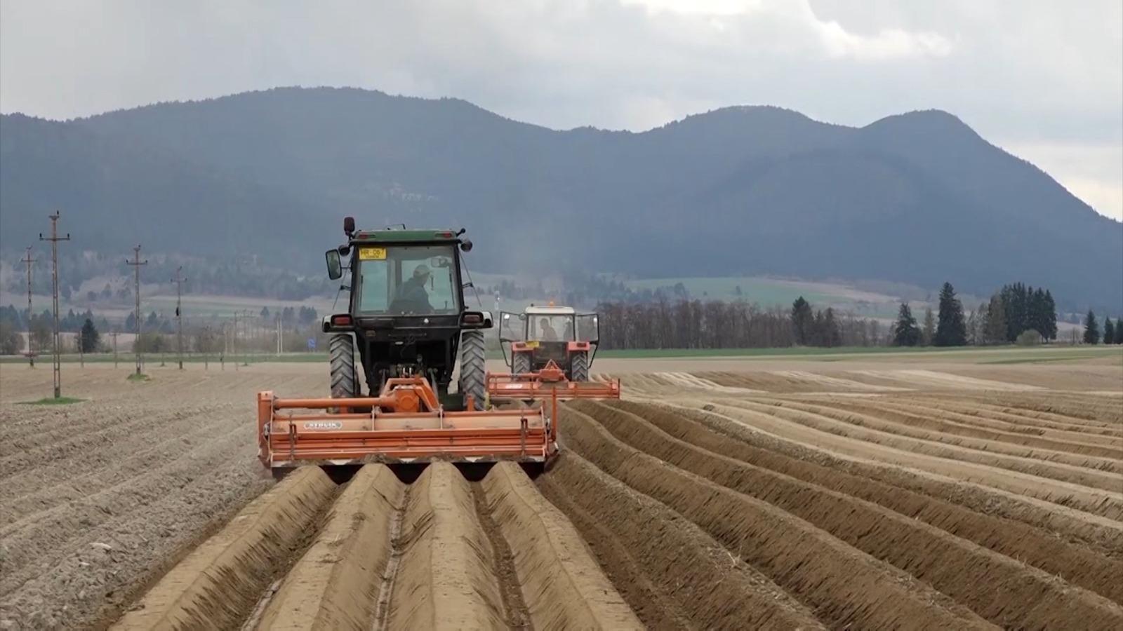 Cultura care le dă bătăi de cap agricultorilor. Costurile se ridică la 40.000 de lei pentru un hectar: "La toamnă nu ştiu ce recoltăm"