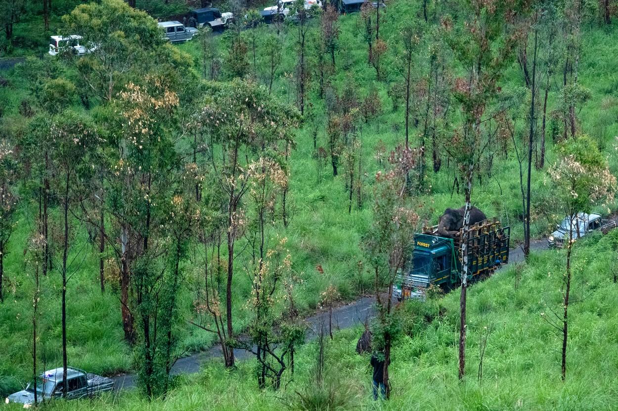 Arikomban, elefantul capturat de pădurari