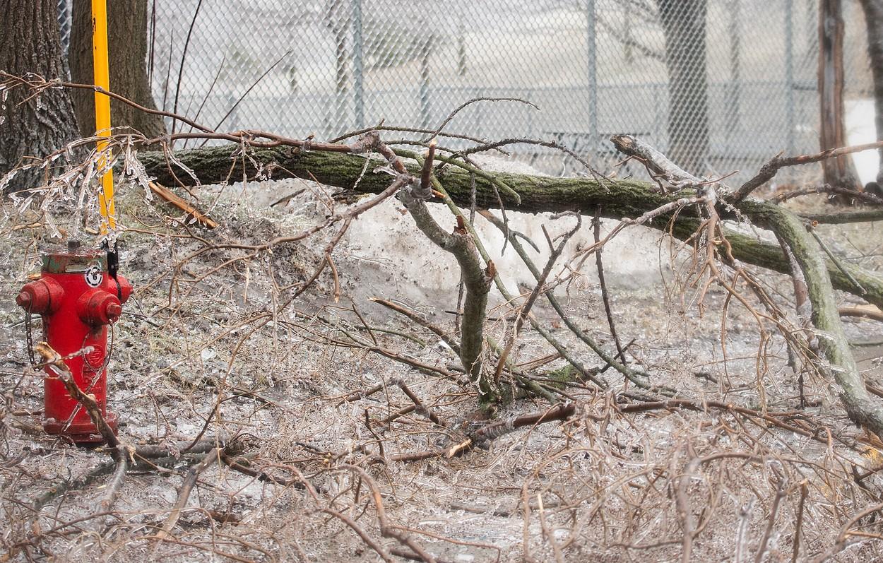 O furtună de gheață a paralizat Canada. Peste un milion de oameni au rămas fără curent, după ce copacii s-au prăbușit peste cablurile electrice