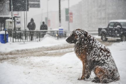 cățel în ninsoare în București