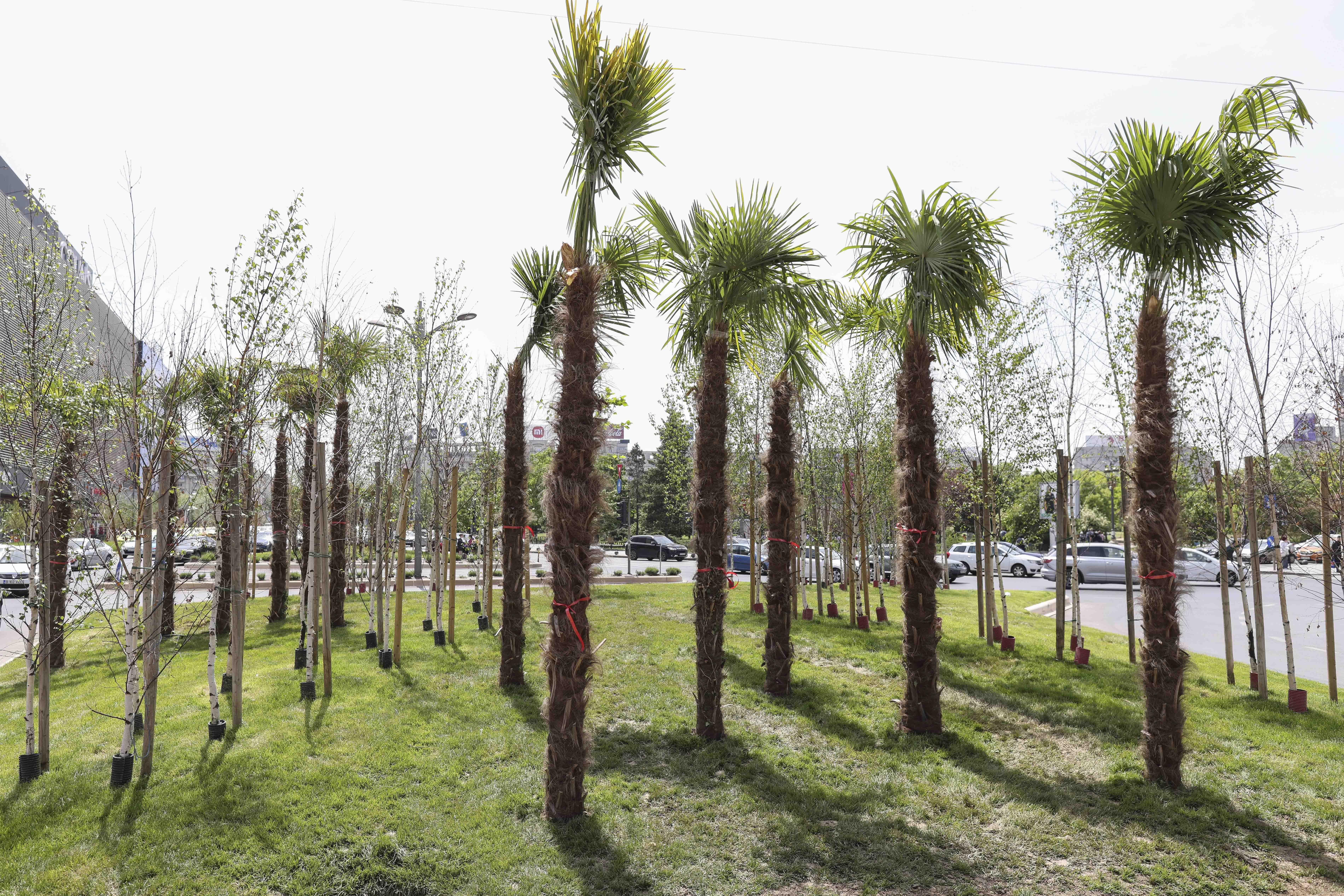 Palmierii plantați de Primăria Sectorului 3 în centrul Bucureștiului sunt scoși de Primăria Capitalei