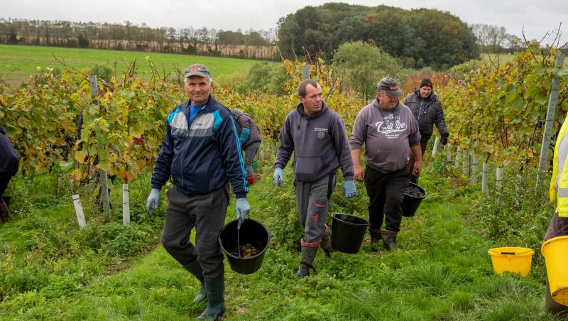 Marea Britanie are nevoie de forţă de muncă. Promite 45.000 de vize sezoniere în agricultură
