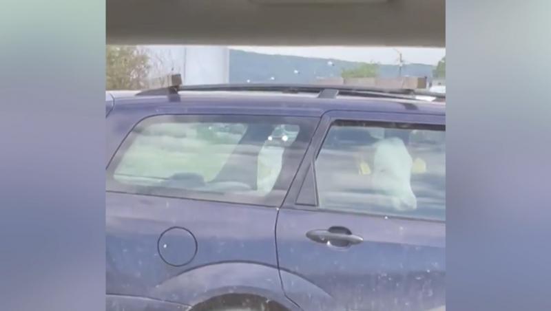 O vacă, plimbată cu mașina pe un drum din Dej. Animalul a fost surprins pe bancheta din spate a unui autoturism