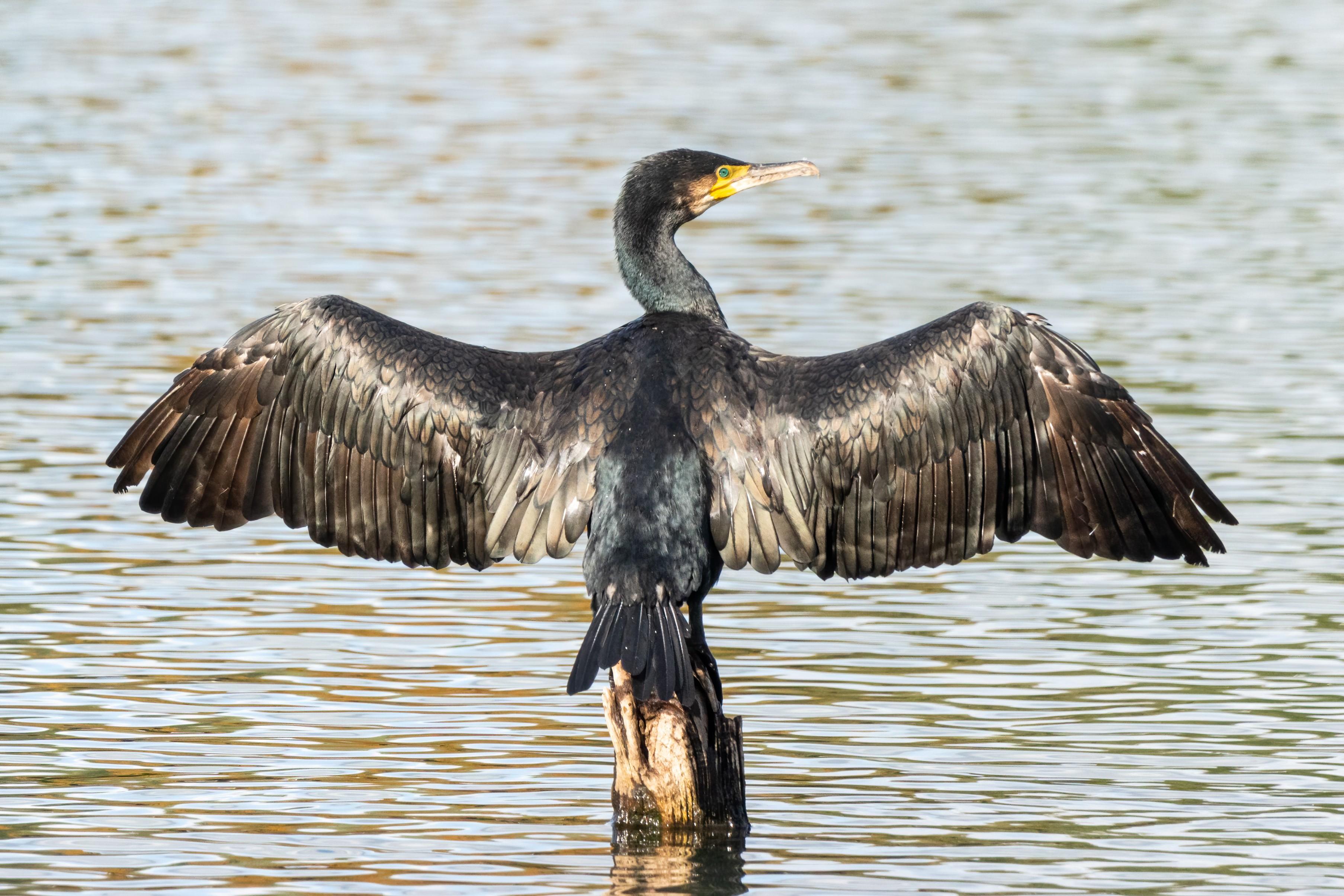 Cormoranii vor putea fi vânaţi pe tot parcursul anului. Proiectul de lege, adoptat de deputaţi, legea merge la promulgare