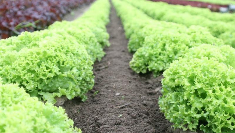 (P) Fungicide vs. acaricide. Cum poți combate eficient ciupercile și acarienii?